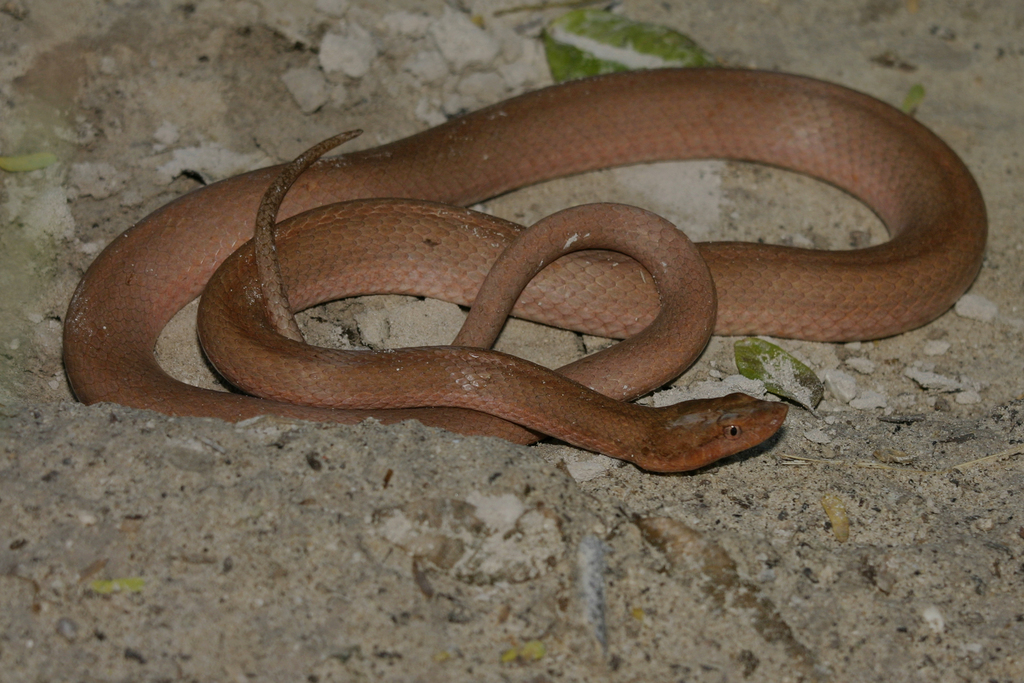 Hispaniola Cat-Eyed Snake
