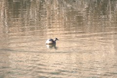 Tachybaptus ruficollis
