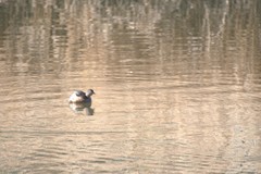 Tachybaptus ruficollis