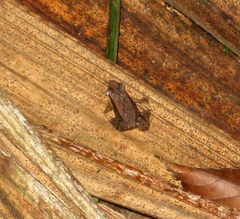 Allobates insperatus