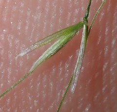 Austrostipa verticillata