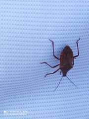 Apodiphus integriceps