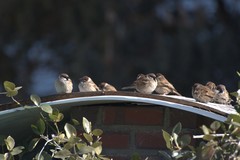 Passer montanus