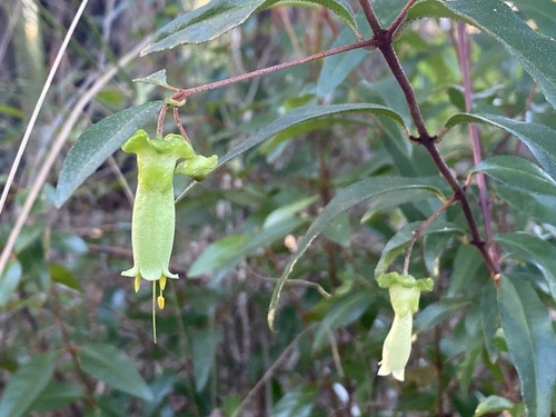 Correa bauerlenii, photograph 1