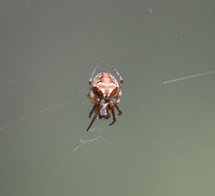 Araneus sturmi