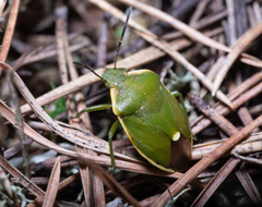 Chlorochroa juniperina