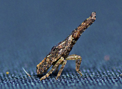 Eurinopsyche obscurata