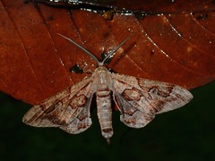 Hypochrosis binexata