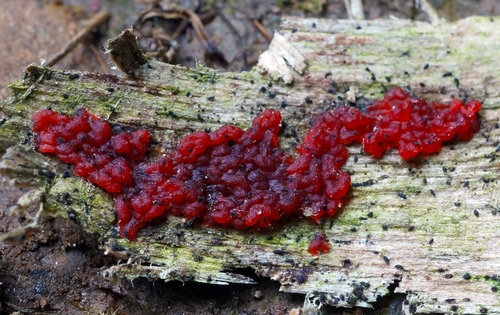 Tulasnella aurantiaca image