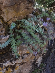 Linaria verticillata cuartanensis