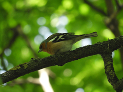 Fringilla coelebs