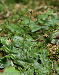 Conocephalum conicum