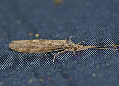 Triplectidinae