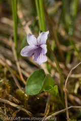 Viola epipsiloides