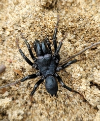 Sphodros atlanticus