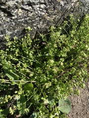 Cochlearia danica