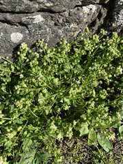 Cochlearia danica