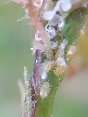 Cacopsylla melanoneura