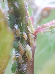 Cacopsylla melanoneura