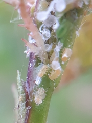 Cacopsylla melanoneura
