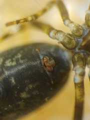 Cyclosa bifida