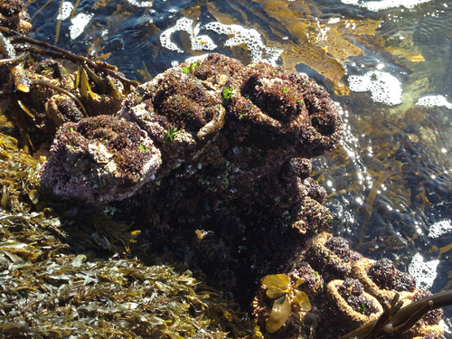 Pyura praeputialis