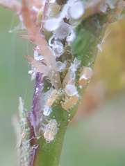 Cacopsylla melanoneura