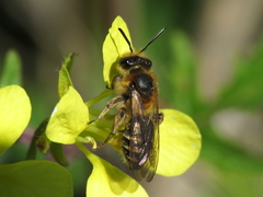 Andrena dorsata