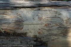 Cupressus nootkatensis