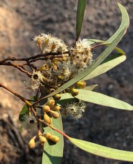 Eucalyptus gracilis