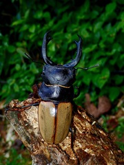 Odontolabis castelnaudi