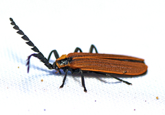 Trichalus ampliatus