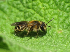 Andrena dorsata