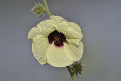 Hibiscus diversifolius diversifolius