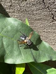 Senaspis