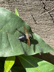 Senaspis