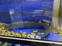 Protopterus aethiopicus