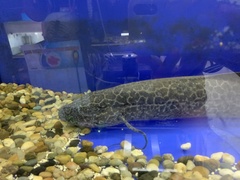 Protopterus aethiopicus