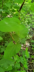 Aristolochia rotunda