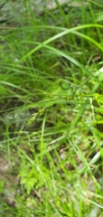 Carex remota