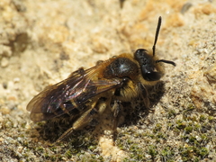 Andrena dorsata