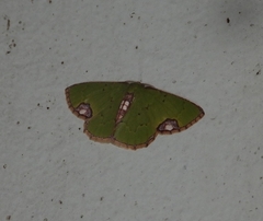 Spaniocentra spicata