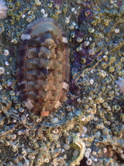 Rhyssoplax diaphora