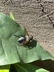Senaspis