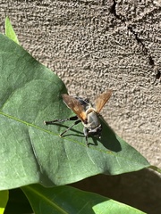 Senaspis