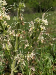 Salvia austriaca