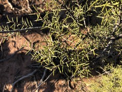 Acacia colletioides