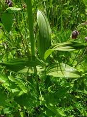 Veratrum lobelianum