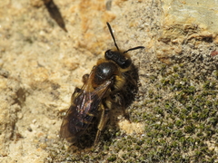 Andrena dorsata