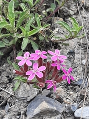 Saponaria ocymoides